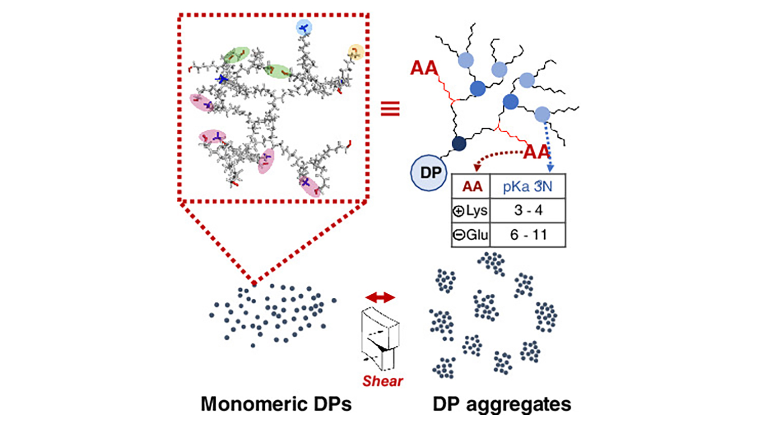 Graphic reprresentation of the work showcasing Monoeric DPs and DP aggregates