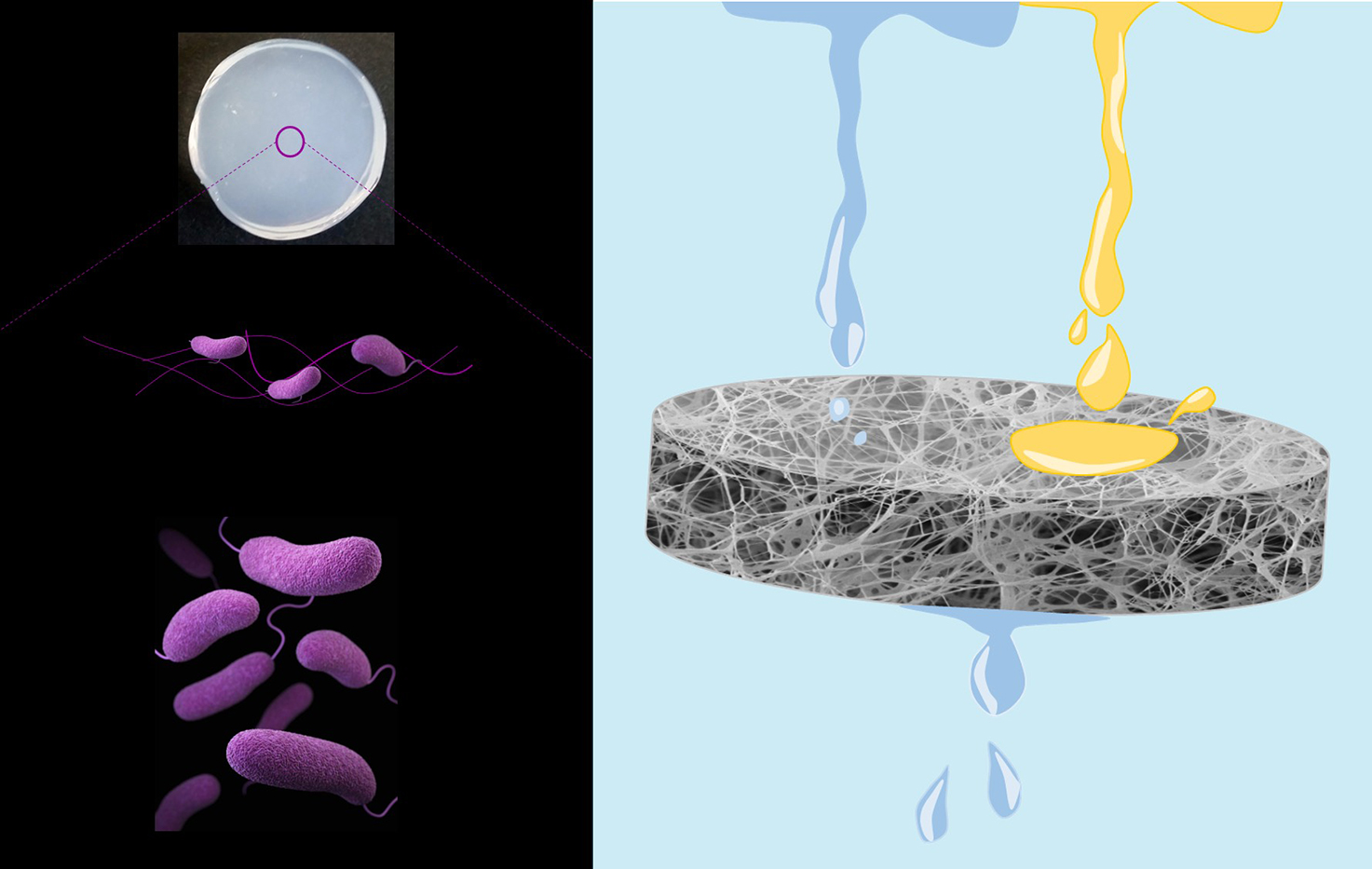 Illustration for"From the microscopic to the macroscopic highlighting the evolution of the nature of bacterial cellulose superoleophobicity"