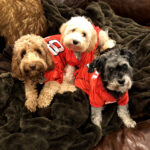 The Baker Research Group three small dogs wearing NC State shirts