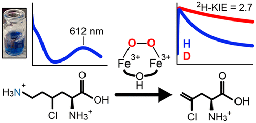 A graphic of BesC Initiating C–C Cleavage through a Substrate-Triggered and Reactive Diferric-Peroxo Intermediate