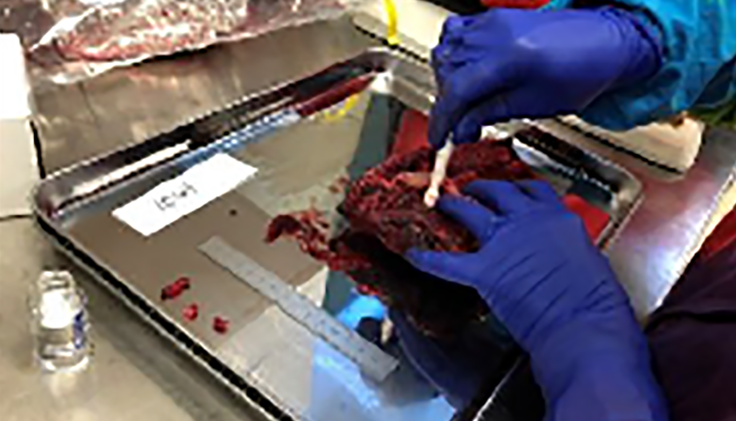 Hands wearing blue gloves working on sampling tissue in the lab