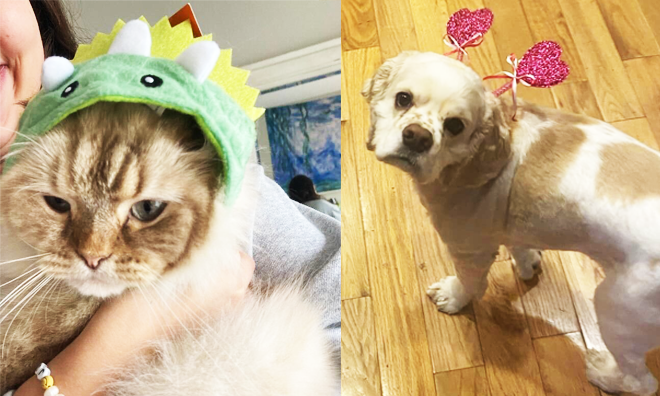 a cat in a dragon costume and a dog with heart ears